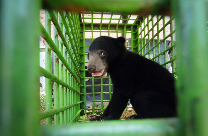 ☆川で遊ぶコグマを発見