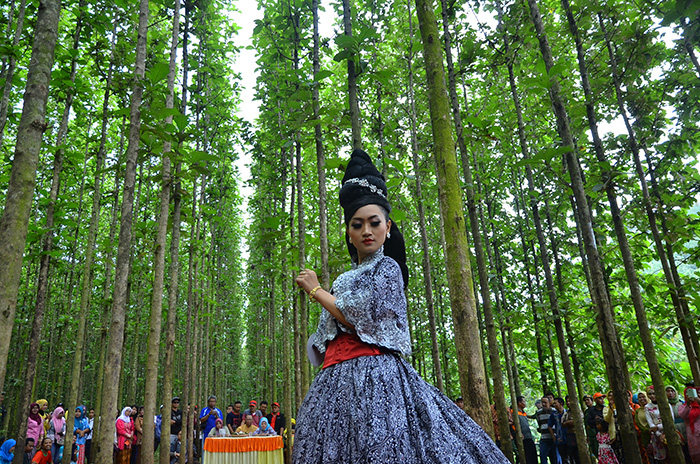チークの並木に囲まれて