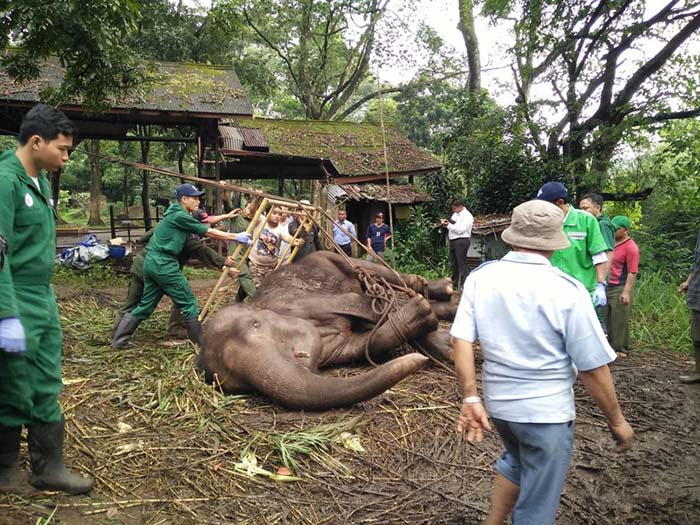 ひん死のゾウ、死ぬ　獣医不在のバンドン動物園
