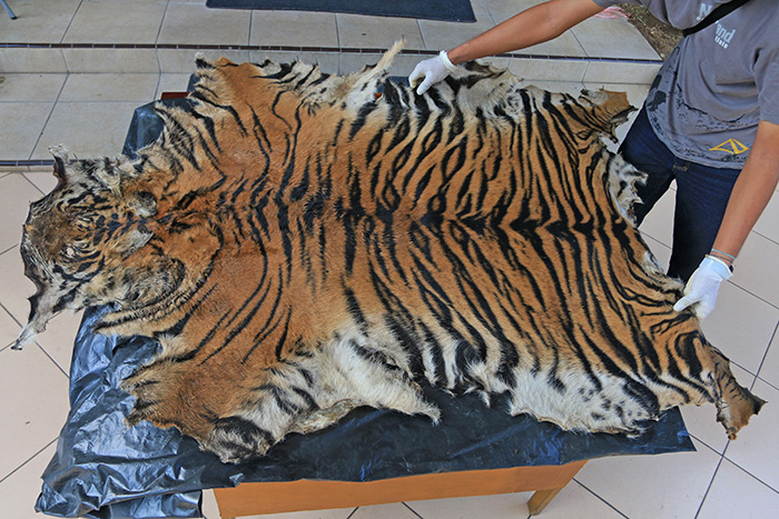 ☆スマトラトラ密猟摘発