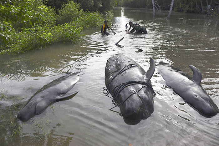 クジラ３２頭、迷い込む