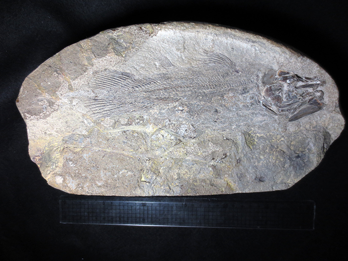 シーラカンスの新種　２億３０００万年前　西ティモールの化石から　北九州の博物館が発表