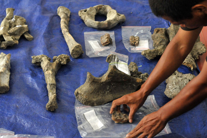 ☆１５０万年前のゾウ遺跡