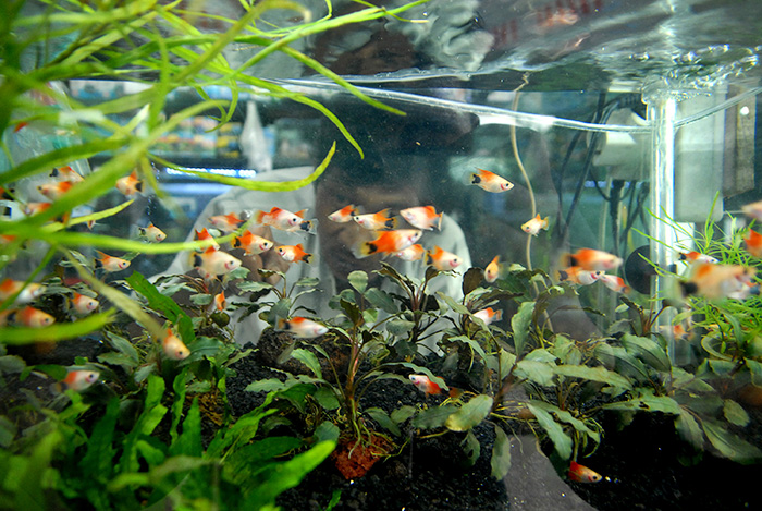 ☆世界各国へ観賞魚輸出