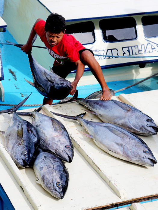【不思議インドネシア】インドネシアはマグロ大国？