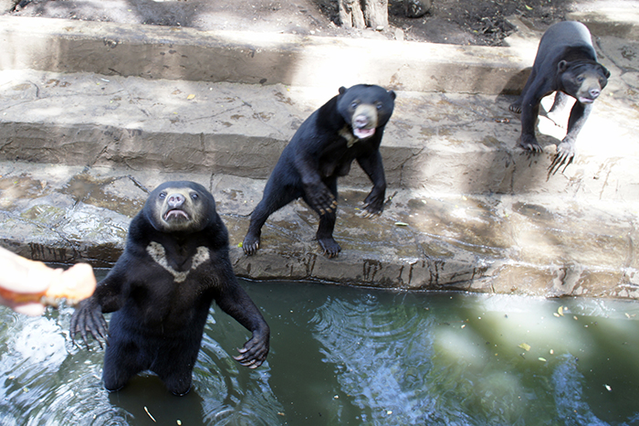 激痩せのマレーグマ　餌を乞う姿　波紋呼ぶ　バンドン動物園　動物保護団体が抗議