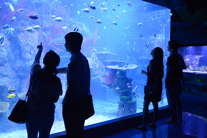 モールに都市型水族館　西ジャカルタに開館　ペンギン見ながら食事も