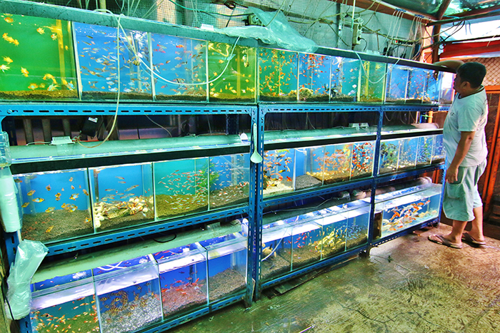 観賞魚産業振興に注力　法整備で輸出促進へ　海事調整省　日本などと協力も