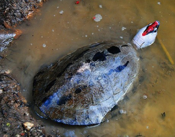 密漁などで個体数激減　近絶滅種カラグールガメ