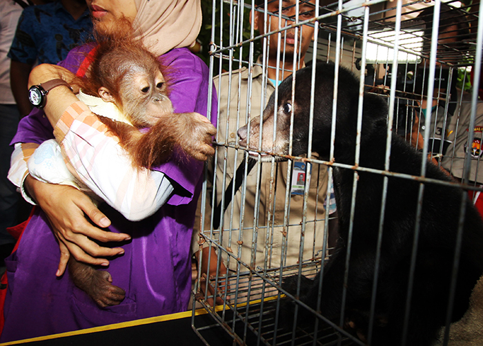 ☆希少動物の販売を摘発