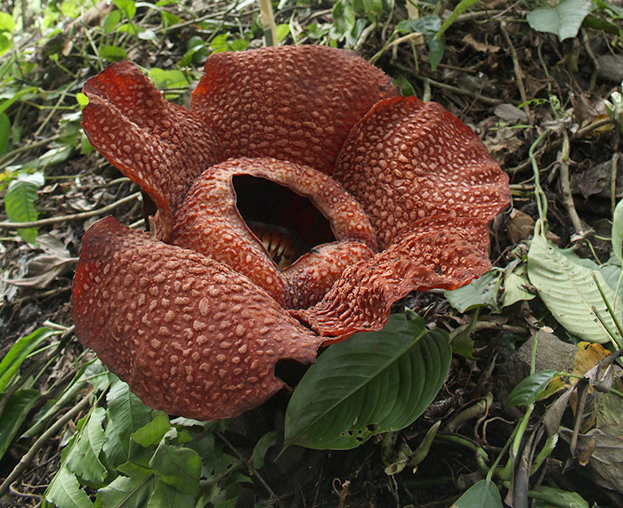 【不思議インドネシア】世界最大の花って？