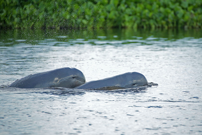 ⭐︎淡水イルカ、スイスイ