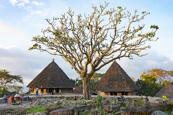 【ジャランジャラン】伝統の村へ　デイゴの木の下に眠る先祖　フローレス島ルテン・プウ