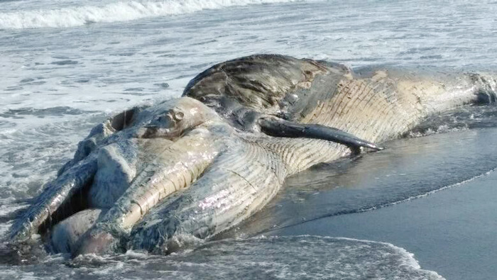 ☆海岸にクジラの死がい