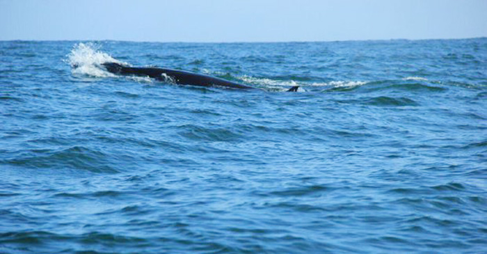 ☆ジョクジャにクジラが