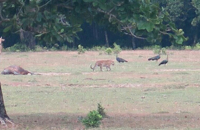 絶滅種ジャワトラ発見か　確認されれば約３０年ぶり　ウジュン・クロン国立公園