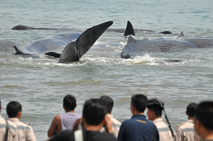 クジラ１０頭　迷い込む　アチェ・ブサール県沖