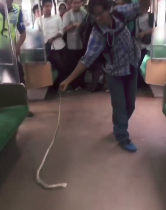 電車内で蛇捕獲