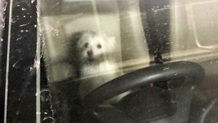 ☆犬を車内に８時間放置