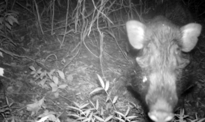 絶滅危惧種イノシシの　野生個体撮影に初成功　ジャワ島で英国の動物園