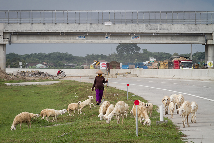 ☆高速道路をヤギが横断