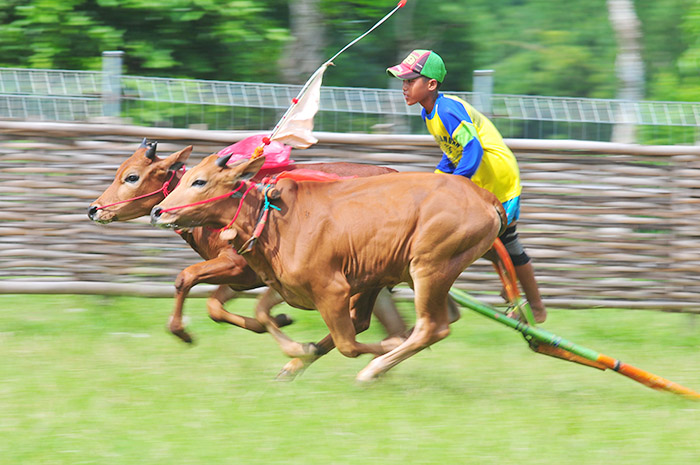 ☆伝統牛レースに向けて