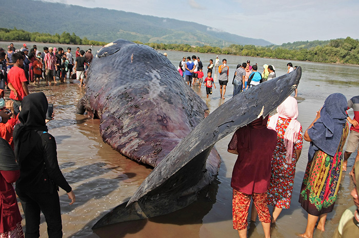 海辺にクジラ　東南スラウェシ　体長１７メートル
