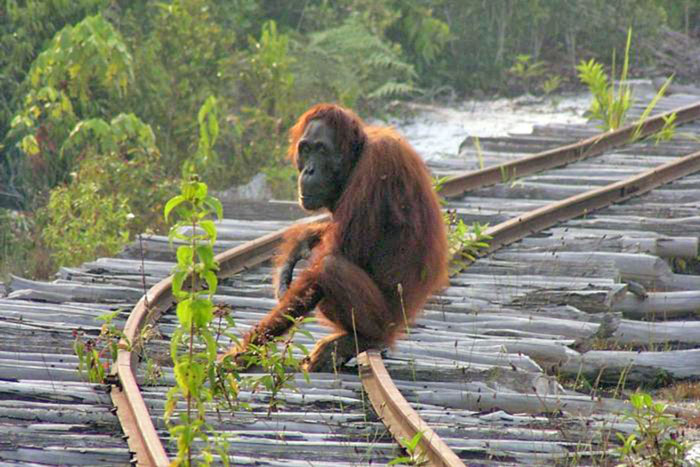 16年間で15万頭減少 ボルネオ オランウータン 森林伐採などで半減 じゃかるた新聞 16年間で15万頭減少 ボルネオ オランウータン 森林伐採などで半減 じゃかるた新聞