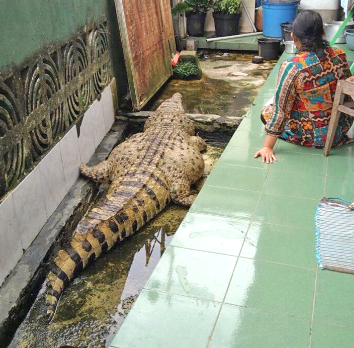 巨大肥満ワニを保護　２１年間同居した飼い主　「息子同然だった」と涙　西ジャワ州ボゴール市