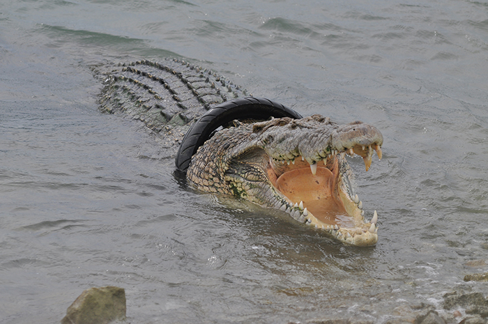 首にタイヤはまったワニ　海岸で再び目撃　中部スラウェシ州パル
