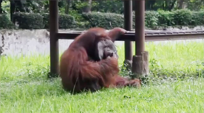 愛煙家のオランウータン　バンドン動物園、動画が物議