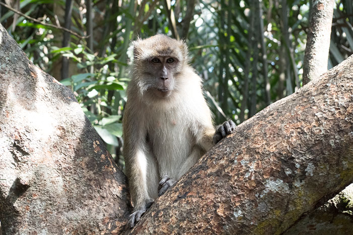 クンバン島のカニクイザル