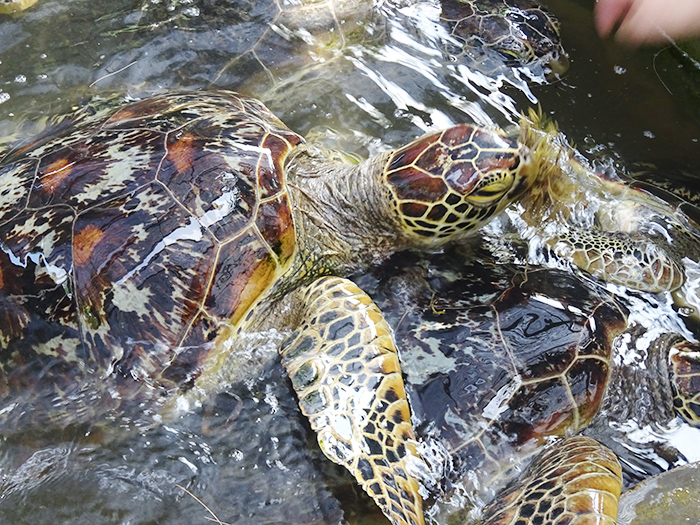 【おすすめ】ウミガメと触れ合う　バリ・ブノア　キャメル・サファリも