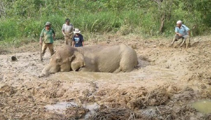 ☆野生ゾウ、８時間格闘