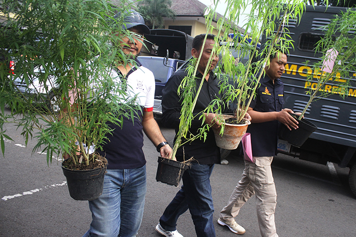 東ジャワで３６人逮捕　大麻など密売容疑