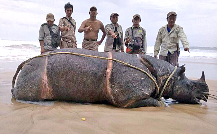 ジャワサイのサムソン死ぬ　国立公園内で、残り６８頭に