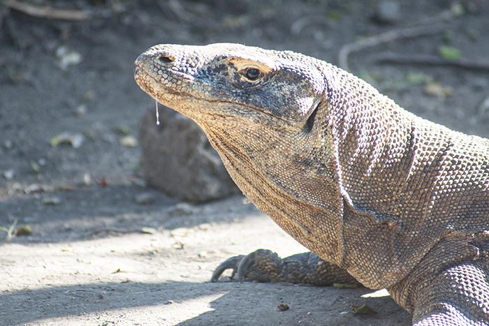 コモドドラゴン日本上陸 静岡の爬虫類専門動物園へ じゃかるた新聞