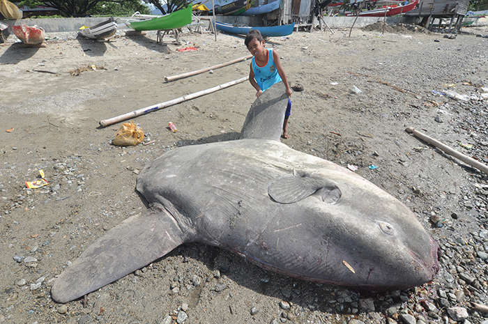 ☆砂浜に巨大なマンボウ