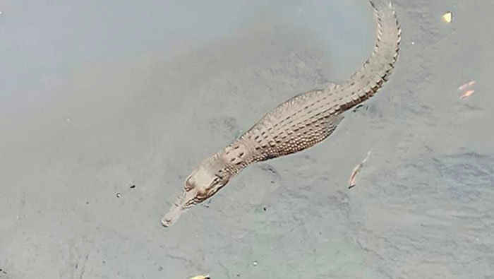 ☆グロゴル川でワニ出現