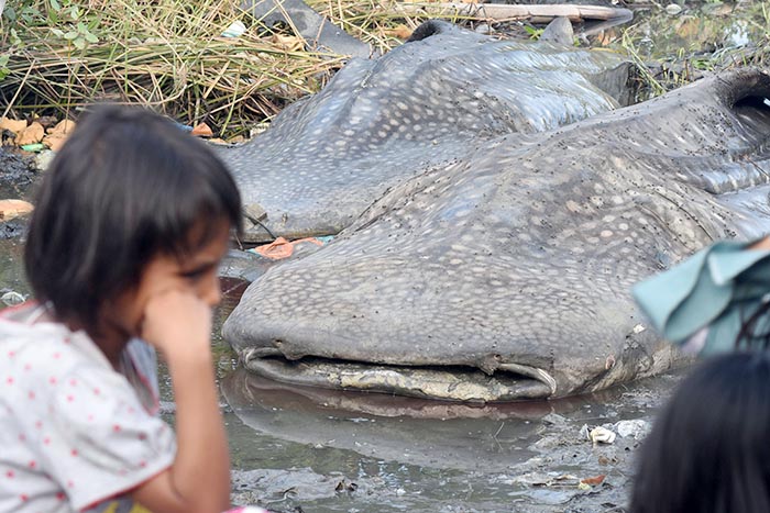 ☆ジンベイザメ２匹捕獲