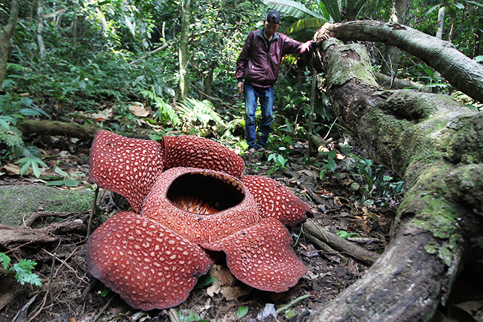 ☆「世界最大の花」開花