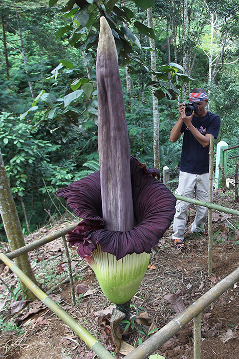☆世界最大の花が開花！