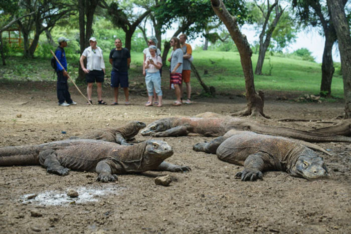 アプリで入場券販売へ　コモド国立公園