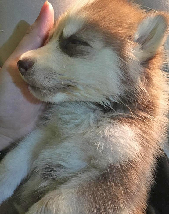 「愛犬の治療尽くさず」　南タンゲラン地裁　飼い主、獣医を提訴
