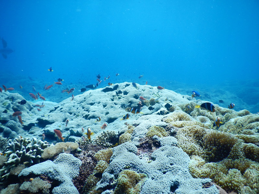 のんびりレンボンガン島　バリからボートで40分　白砂のビーチ、サンゴ礁