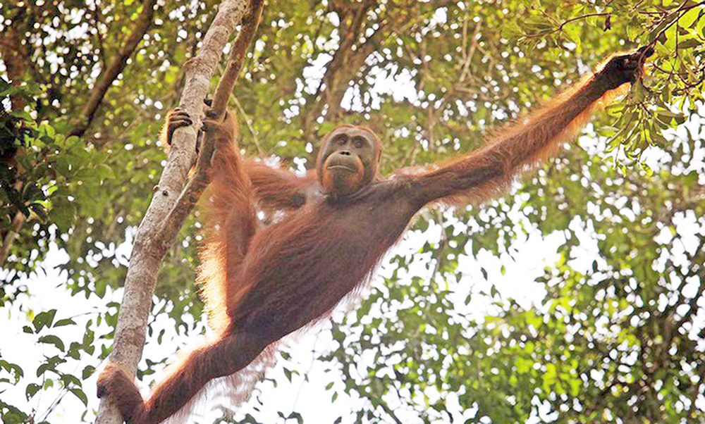 インドネシアが７位　来年旅行先ベスト10　ロンリープラネット  