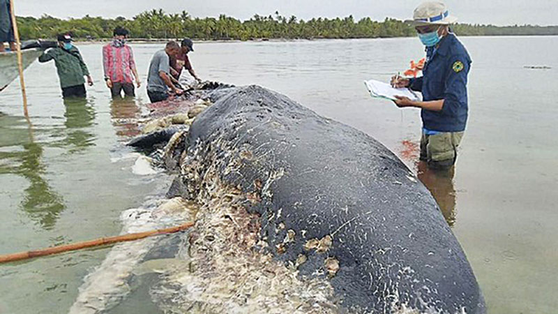 ▼クジラの胃に大量ごみ