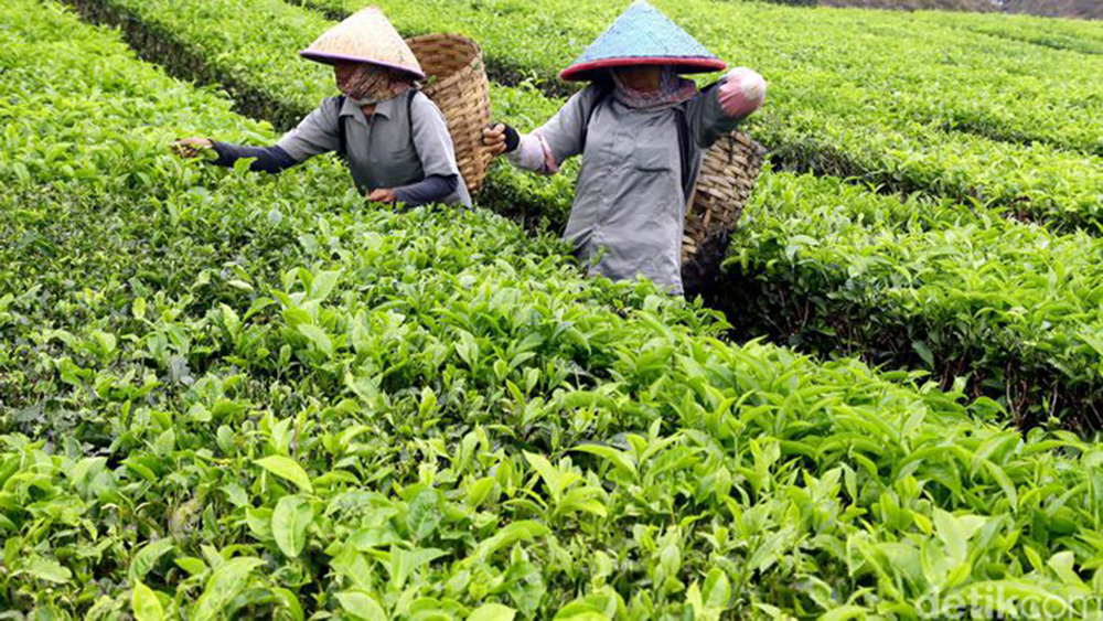 お茶を飲む人は多い？