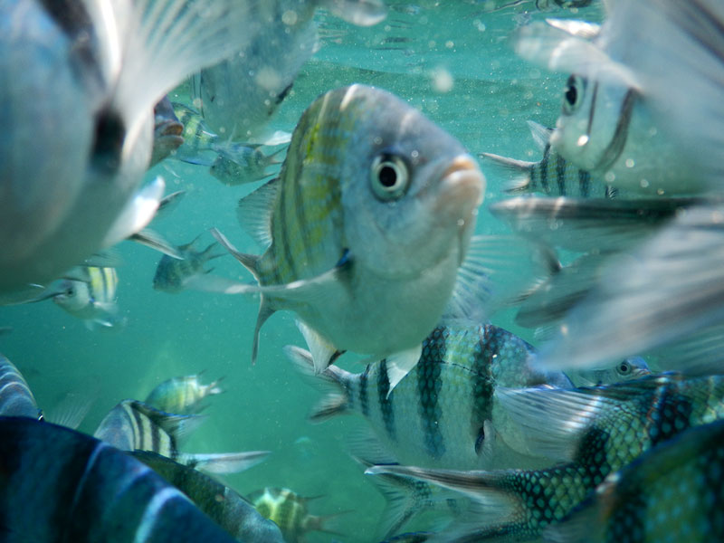 魚群に囲まれるほど　ランプン日本人会  ④