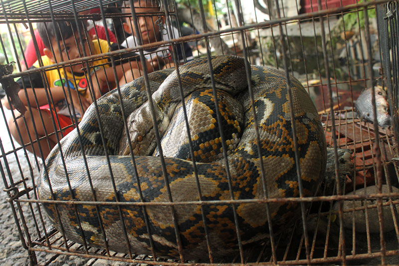 ▼ブカシ市内でヘビ捕獲